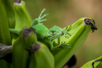 Iguana verde sobre planta de platanos
