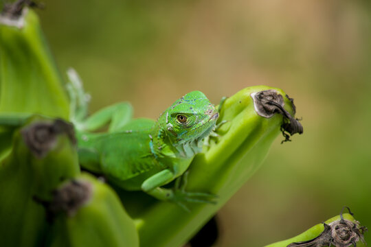 Iguana verde sobre planta de platanos
