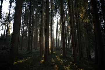 Fototapeta premium Wald im Abendlicht