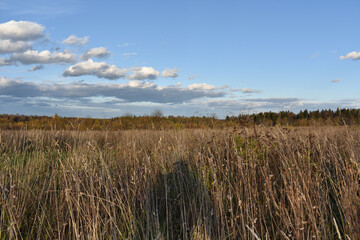 dry grass on the background of the forest