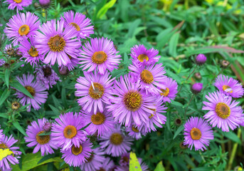 Purple English asters are perennial autumn flowers.
