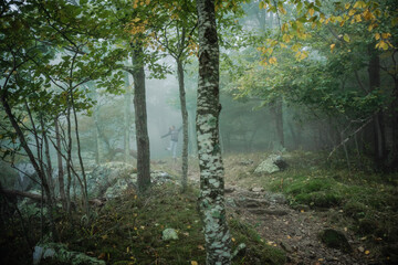 Fototapeta na wymiar Fog in the Forest