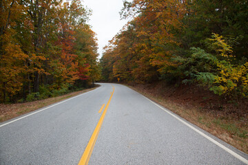 Road through the Autumn woods