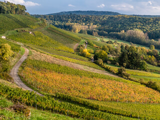 Fototapeta na wymiar Weinbaugebiet Oberderdingen im Herbst