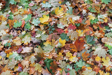 Multi-colored maple leaves. Background with autumn leaves.