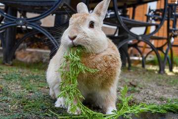 Rabbit eating carrot leaves in the garden