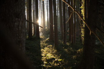 Wald im Abendlicht