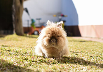 Lion head rabbit in a garden