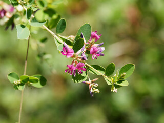 Lespedeza thunbergii | Lespédèze de Thunberg, arbuste à floraison pendante en pois rose pourpré dans un feuillage à folioles vert-bleuté