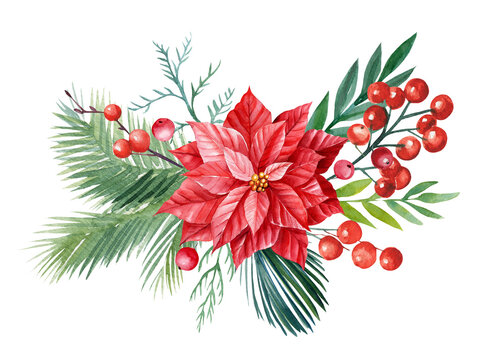 Christmas composition, holly leaves and berries, spruce branches, watercolor illustration 