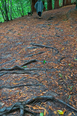 Ground of autumn leaves in the Natural Monument of the Secuoyas of Monte Cabezón. Cantabria. Spain