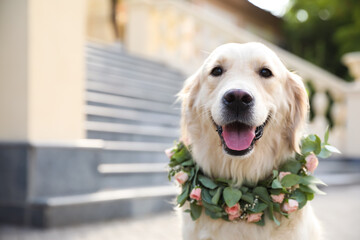 Adorable golden Retriever wearing wreath made of beautiful flowers outdoors, space for text