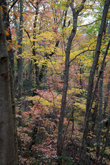 Fototapeta premium Colorful Fall trees outdoors