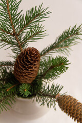 Fototapeta na wymiar Fir branch with a cone in a vase on a white background