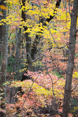 Colorful Fall trees outdoors