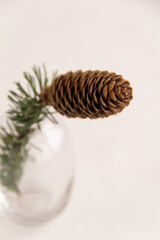 Fir branch with a cone in a vase on a white background