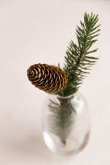 Fir branch with a cone in a vase on a white background