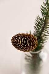 Fir branch with a cone in a vase on a white background