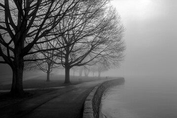 trees disappearing in the fog