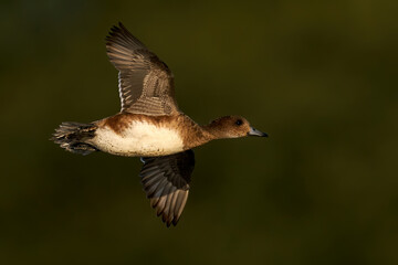 Eurasian wigeon (Mareca penelope)