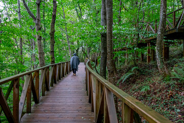 Man walking through the Natural Monument of the Secuoyas of Monte Cabezón. Cantabria. Spain