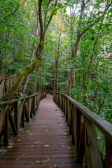 Fototapeta premium Wooden walkway to access the Natural Monument of the Secuoyas of Monte Cabezón. Cantabria. Spain