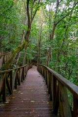 Fototapeta na wymiar Wooden walkway to access the Natural Monument of the Secuoyas of Monte Cabezón. Cantabria. Spain