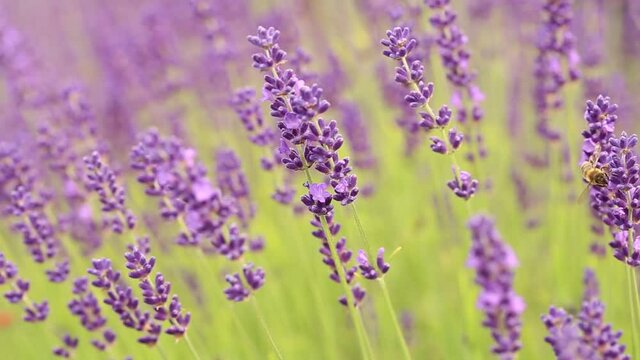 Biene auf Lavendel, Bee on lavender blossom