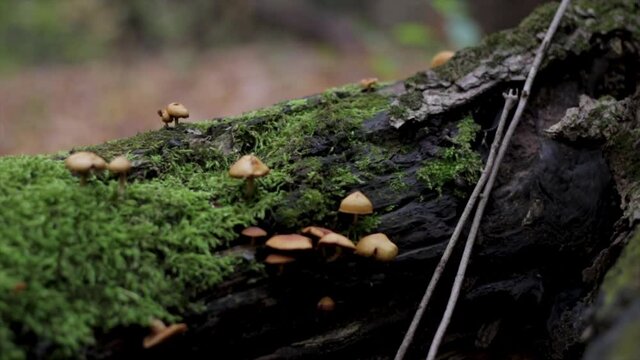 Macro mushrooms growing on mossy log. Dolly shot of little brown mushrooms growing in the forest. Fruiting mushrooms.