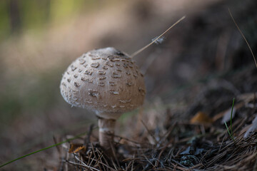 mushroom in the grass
