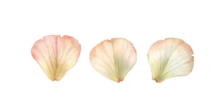 Watercolor rose petals. White floral set of three beige elements. Realistic hand drawn illustration isolated for wedding stationery design, valentines day greeting cards. High quality illustration