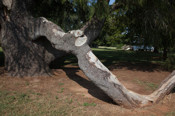 Twisted wounded tree outdoors