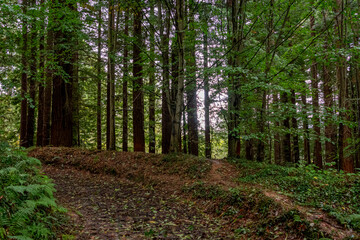 Obraz premium Natural Monument of the Secuoyas of Monte Cabezón. Cantabria. Spain