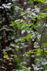 Chestnut trees in the Natural Monument of the Secuoyas of Monte Cabezón. Cantabria. Spain