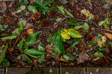 Soil of leaves and chestnuts in the Natural Monument of the Secuoyas of Monte Cabezón. Cantabria. Spain