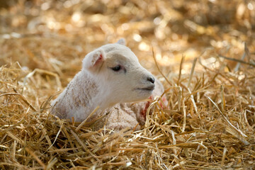 New born Lleyn lamb at lambing time laid in straw, United Kingdom