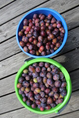 ripe plums in buckets after harvest