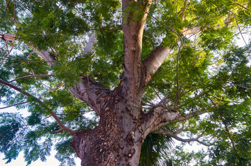 arbol grande