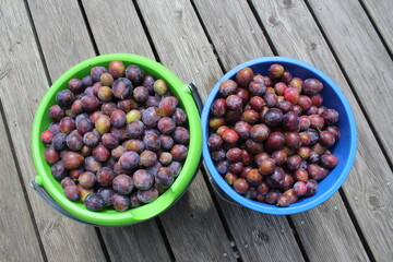 ripe plums in buckets after harvest