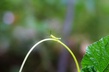 Grasshoppers perch on tendrils of pumpkin plants