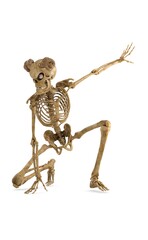 Action skeleton