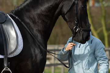 Detail of the special dressage breed Friesian Horse in black with shiny fur held by an...