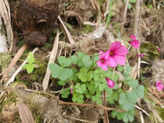 peque flor rosa, trevo da sorte
