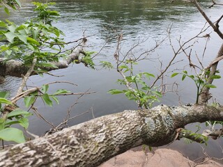 árvore, galho, rio, lago, pesca, banho, férias, camping