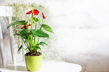 House plant red Anthurium in a pot on a wooden table. Anthurium andreanum. Flower Flamingo flowers or Anthurium andraeanum symbolize hospitality. - obrazy, fototapety, plakaty