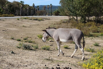âne de somalie au zoo
