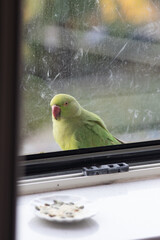 Wild Parrot sitting in window in Europe, stuck inside the house, This colourful specimen is called rose-ringed parakeet and it thrives in colder, urban climates, despite hailing from a tropical region