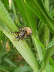 namoro exótico, insetos, verde, natureza, vida animal