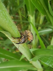 namoro exótico, insetos, verde, natureza, vida animal
