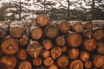 woodpile of logs